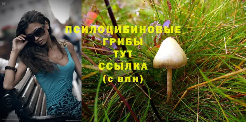 hydra   цена   Санкт-Петербург  Псилоцибиновые грибы Cubensis 